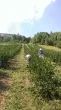Slika 1